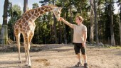 William vill hjälpa hotade giraffer