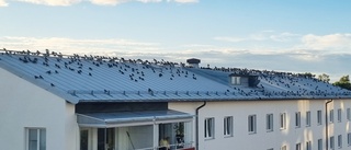 Fågelinvasion på Norr               
