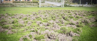 Vildsvin förstörde flera fotbollsplaner på Hammarvallen