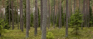 Insändare: Städat i skogen