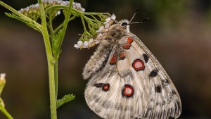 Dagfjärilarna blir färre – så kan du hjälpa