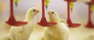 Slutreplik: Rekordlåga nivåer av antibiotika inom svensk kycklinguppfödning