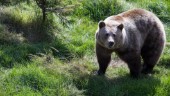Förmodad björn skapade oro i Malmköping