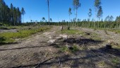 Ska Luleå spola chansen till skogsbruk utan hyggen?