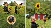 Systrarnas solrosodling växer • Självplock för Barncancerfonden i både Fole och Visby