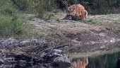 Nepals hotade tigrar är tillbaka