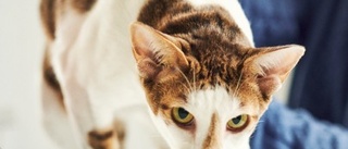 Forskare synar katters beteende och personligheter: "Jämfört med hundar vet vi mindre"