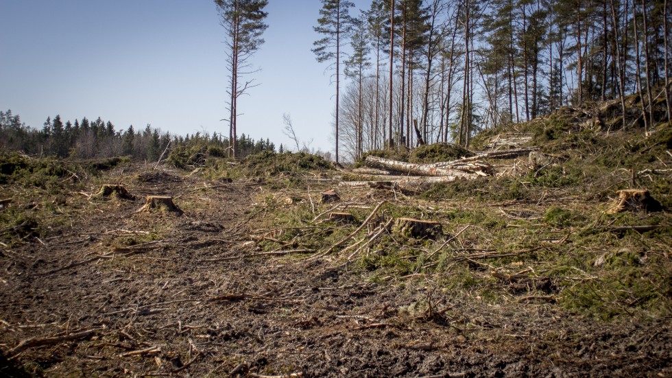 ”Nu, mitt i värmen, så är stora knastertorra kalhyggen också en brandfara.”