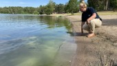 Ny algblomning på populära badplatsen – kommunen varnar