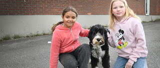 Skolhunden Ture tar examen – hjälper eleverna