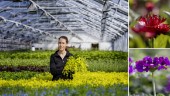 50 000 blommor ska pryda Luleås rabatter – nu avslöjas årets tema