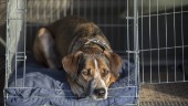 80 hundar omhändertagna – har smugglats in i landet