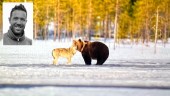 Naturfotografen fångade magiskt möte mellan varg och björn