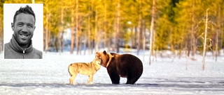 Naturfotografen fångade magiskt möte mellan varg och björn