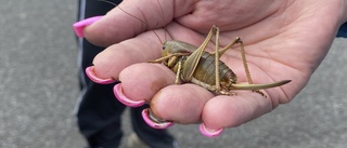 Insekter invaderar stad: "Kryper i kroppen"