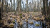 Fler våtmarker räddade – men det räcker inte