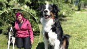 Risk för het sommar – här är knepen för din hund