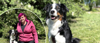 Risk för het sommar – här är knepen för din hund