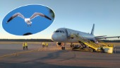 Flygplan som skulle lyfta från Skellefteå ställs in efter fågelkollision – resenärer fick inte lyfta på onsdagskvällen
