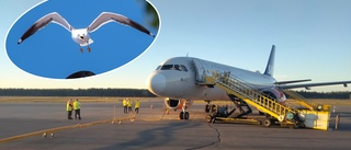 Flygplan som skulle lyfta från Skellefteå ställs in efter fågelkollision – resenärer fick inte lyfta på onsdagskvällen