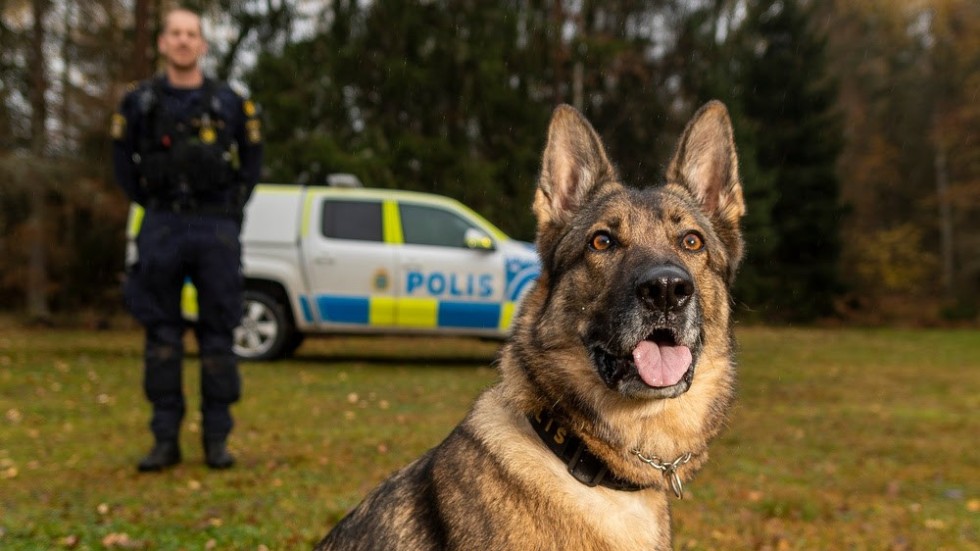 Schäfern Lundy har utsetts till årets polishund för sin förmåga att nosa rätt på vapen och knark. Här med husse Jimmy Larsson.