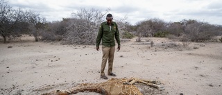 Massdöd bland vilda djur i torkans Kenya