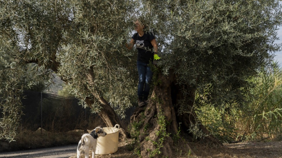 En kvinna plockar oliver i sydspanska Quesada den 29 oktober. Värme och torka har till stor del förstört årets skördar.