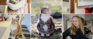 Över 60 katter på katthemmet i behov av ett hem – fler frivilliga behövs • ”Vi räcker inte till”