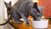 Så mycket dyrare har det blivit att mata katten