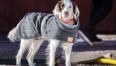 Västerviks 20 vanligaste hundnamn • Överlägsen etta