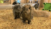Kaniner hittades döda – 4H-gården i Årsta stängs