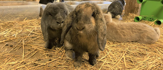 Kaniner hittades döda – 4H-gården i Årsta stängs