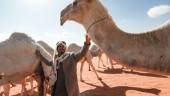 Kamelviskare tränar djuren med uråldrigt "språk"