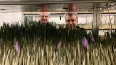 Kristian och Mikael odlar världens dyraste krydda – i Åkers styckebruk: "Vi är först i världen"