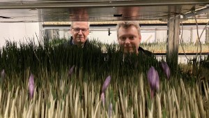 Kristian och Mikael odlar världens dyraste krydda – på höjden: "Vi är först i världen" ✓Flera klimat under samma tak