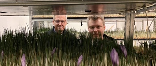 Kristian och Mikael odlar världens dyraste krydda – på höjden: "Vi är först i världen"