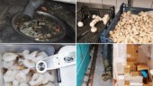 Smuts och snusk på populärt lunchställe i Eskilstuna – hade matlådor på toan