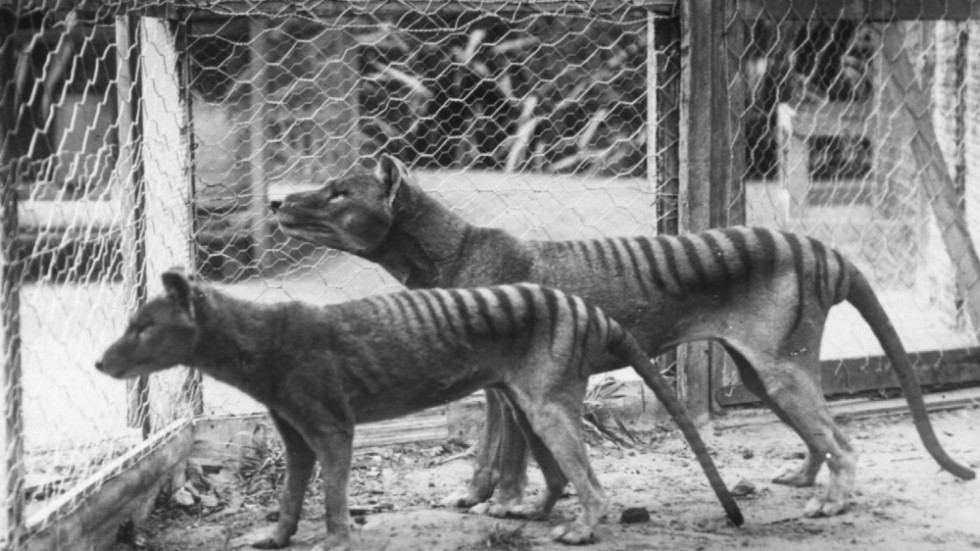 Pungvargar, eller tasmanska tigrar som de också kallas, på en djurpark i Hobart 1918. Arkivbild.