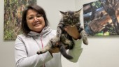 Nya lagen som rör alla katter i Sverige: "På tiden – ökar katternas status" ✓Följ med in i behandlingsrummet