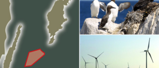 Plan på stora vindkraftparken till havs oroar ornitologer