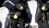 Mejeriets uppmaning till bönder: Mjölka mindre