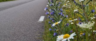 Klipp inte de blommande vägkanterna!