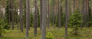 Släpp inte in EU i skogen