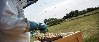 Honungsbin svälter ihjäl i torkan