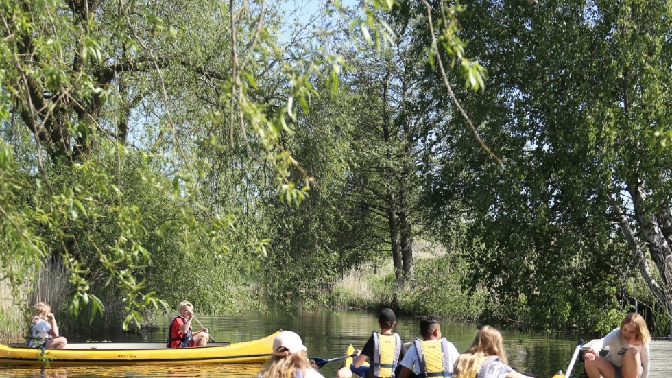När du paddlar kanot i Närsån kan det på vissa ställen kännas som Gotlands Amazonas. 