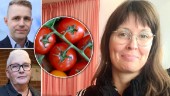 Politiskt grönsaksbråk • MP vill ha kommunal odling – då kommer attacken: "Socialistiska tomater" 