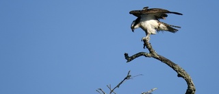 Upprörda röster om fågelskyddet vid Båven: "Fullständig katastrof"