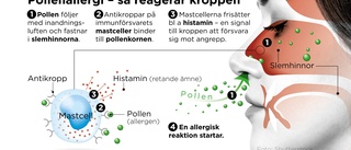 Pollenplågan förvärras – vad beror det på?