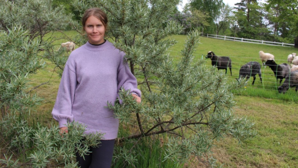 Bärodling och förädling av fårull är två viktiga bitar för Caroline Hemmingsson och de övriga på Åkemåla gård.