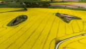 Odling hindras av EU-regler    
